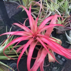 Tillandsia Abdita Air Plant Set - Red Multiflora Mix, 3 Live Plants, 4-inch, Easy Care Indoor - Image 4