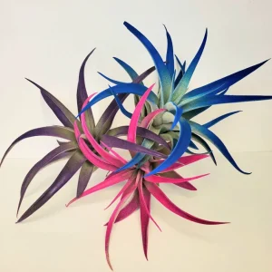 Tillandsia Air Plant 3 Pack - Live Air Plants - Indigo Blue, Hot Pink, Purple - Low Maintenance Indoor Decor - Image 2