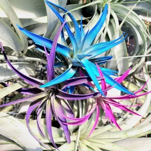 Tillandsia Air Plant 3 Pack - Live Air Plants - Indigo Blue, Hot Pink, Purple - Low Maintenance Indoor Decor - Image 3