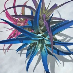 Tillandsia Air Plant 3 Pack - Live Air Plants - Indigo Blue, Hot Pink, Purple - Low Maintenance Indoor Decor - Image 5