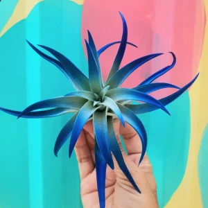 Tillandsia Air Plant 3 Pack - Live Air Plants - Indigo Blue, Hot Pink, Purple - Low Maintenance Indoor Decor - Image 6