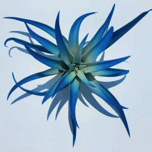 Tillandsia Air Plant 3 Pack - Live Air Plants - Indigo Blue, Hot Pink, Purple - Low Maintenance Indoor Decor - Image 7