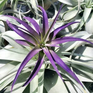 Tillandsia Air Plant 3 Pack - Live Air Plants - Indigo Blue, Hot Pink, Purple - Low Maintenance Indoor Decor - Image 9