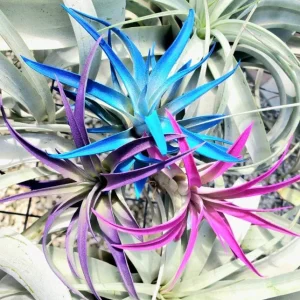Tillandsia Air Plant 3 Pack - Live Air Plants - Indigo Blue, Hot Pink, Purple - Low Maintenance Indoor Decor - Image 1