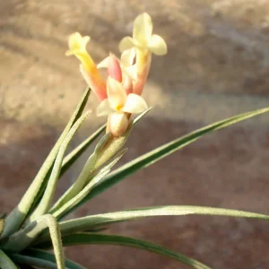 Tillandsia Air Plant Mix - Live Plants - 2-5 Inch - Wholesale Bulk - Image 2