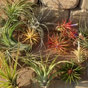 Tillandsia Air Plant Mix - Live Plants - 2-5 Inch - Wholesale Bulk - Image 3