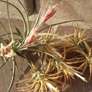 Tillandsia Air Plant Mix - Live Plants - 2-5 Inch - Wholesale Bulk - Image 4