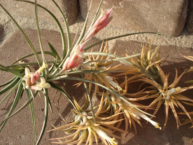 Tillandsia Air Plant Mix - Live Plants - 2-5 Inch - Wholesale Bulk - Image 4