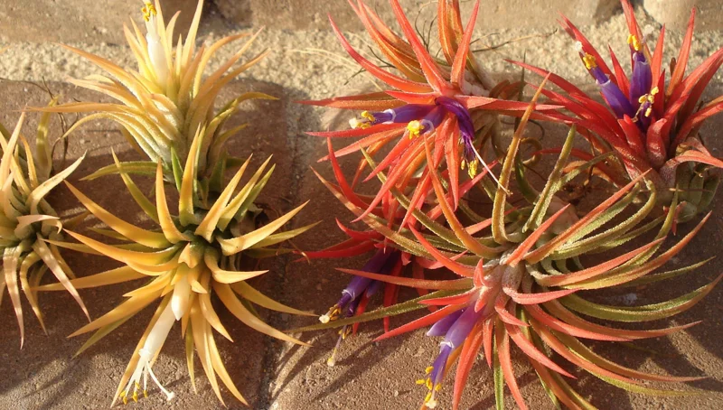 Tillandsia Air Plant Mix - Live Plants - 2-5 Inch - Wholesale Bulk - Image 5