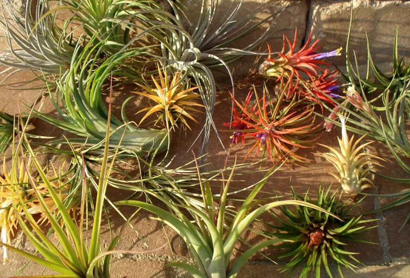 Tillandsia Air Plant Mix - Live Plants - 2-5 Inch - Wholesale Bulk - Image 1