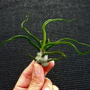 Tillandsia Bulbosa Air Plant - Live Plant, Guatemala Variety, 3-5 inches, Low Maintenance Indoor - Image 2