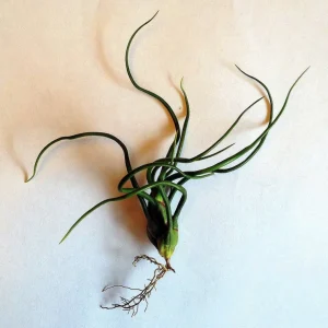 Tillandsia Bulbosa Air Plant - Live Plant, Guatemala Variety, 3-5 inches, Low Maintenance Indoor - Image 3