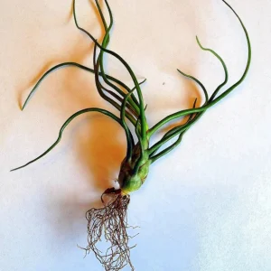 Tillandsia Bulbosa Air Plant - Live Plant, Guatemala Variety, 3-5 inches, Low Maintenance Indoor - Image 5