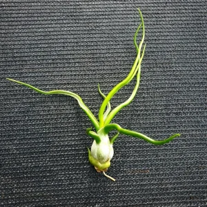 Tillandsia Bulbosa Air Plant - Live Plant, Guatemala Variety, 3-5 inches, Low Maintenance Indoor - Image 1