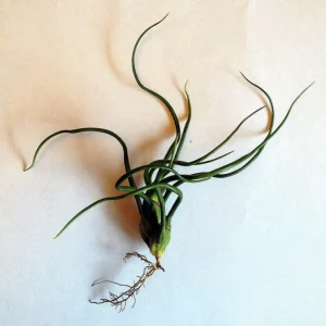 Tillandsia Bulbosa Guatemala Air Plant - Live Houseplant, 4-6 inches, Easy Care - Image 4