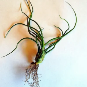 Tillandsia Bulbosa Guatemala Air Plant - Live Houseplant, 4-6 inches, Easy Care - Image 6