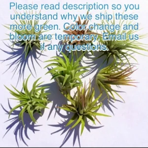 Tillandsia Iona Air Plant 3-Pack, Live Houseplant, 1-3 inch, Easy Care - Image 4