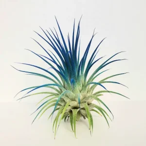 Tillandsia Iona Air Plant Dark Blue Indigo Live Plant 2-3 inch Indoor - Image 1