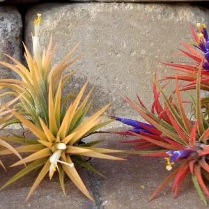 Tillandsia Iona Air Plant Live Plant - 3 Pack, 1-3 inches, Easy Care Indoor - Image 3