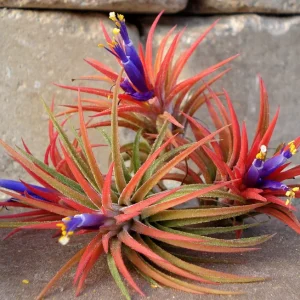 Tillandsia Iona Air Plant Live Plant - 3 Pack, 1-3 inches, Easy Care Indoor - Image 1
