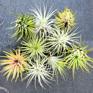 Tillandsia Iona Air Plant Live Plant - 3 Pack, 1-3 inches, Easy Care Indoor - Image 4