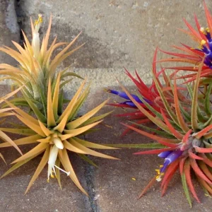 Tillandsia Iona Air Plant Live Plant - 3 Pack, 1-3 inches, Easy Care Indoor - Image 6