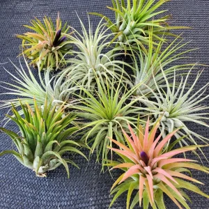Tillandsia Iona Air Plant Live Plant - 3 Pack, 1-3 inches, Easy Care Indoor - Image 8