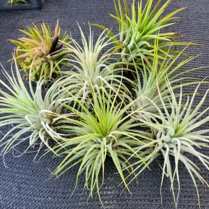 Tillandsia Iona Air Plant Live Plants, 3-Pack, 1-3 inches, Easy Care Indoor - Image 5