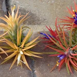 Tillandsia Iona Air Plant Live Plants, 3-Pack, 1-3 inches, Easy Care Indoor - Image 7