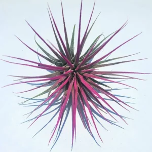 Tillandsia Iona Air Plant Set of 3 - Indigo, Purple, Pink Live Plant - Image 4