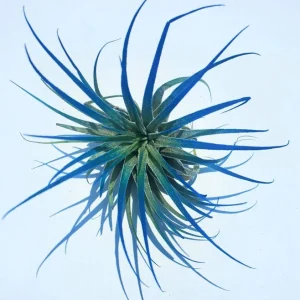 Tillandsia Iona Air Plant Set of 3 Live Plants - Indigo, Purple, Pink, 2-3 inches - Image 2