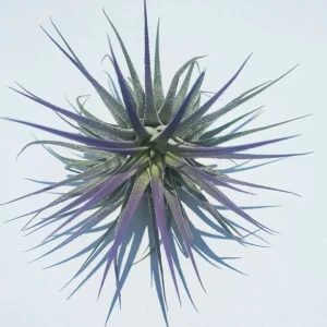 Tillandsia Iona Air Plant Set of 3 Live Plants - Indigo, Purple, Pink Indoor - Image 3