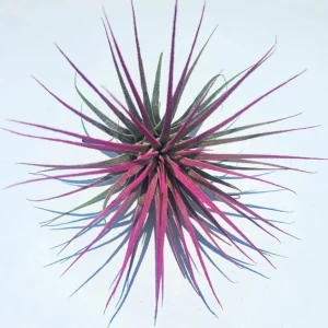 Tillandsia Iona Air Plant Set of 3 Live Plants - Indigo, Purple, Pink, 2-3 inches - Image 4