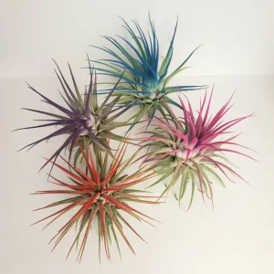 Tillandsia Iona Air Plant Set of 4 Live Plants - Pink, Purple, Red - 2-3 Inches - Image 2