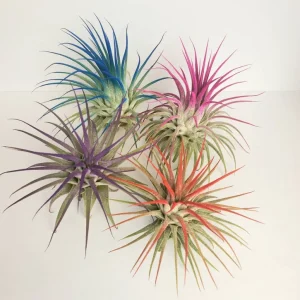 Tillandsia Iona Air Plant Set of 4 Live Plants - Pink, Purple, Red - 2-3 Inches - Image 1