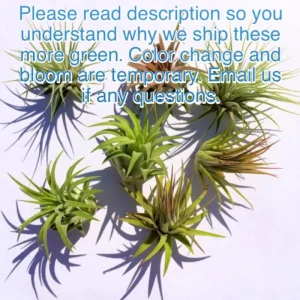 Tillandsia Iona Air Plant Set of 5 - Live Plants, 1-3 inch, Indoor - Image 2
