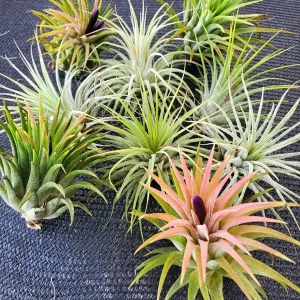 Tillandsia Iona Air Plant Set of 5 - Live Plants, 1-3 inch, Indoor - Image 5