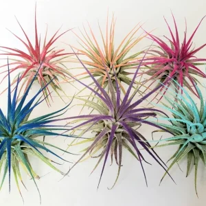 Tillandsia Iona Air Plant Set of 6 Live Plants - Colorful, Low-Maintenance Indoor Decor - Image 2
