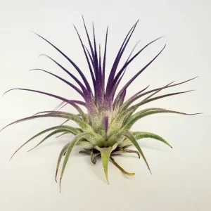 Tillandsia Iona Air Plant Set of 6 Live Plants - Colorful, Low-Maintenance Indoor Decor - Image 6