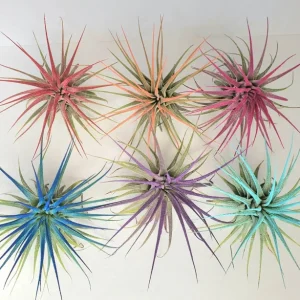 Tillandsia Iona Air Plant Set of 6 Live Plants - Colorful, Low-Maintenance Indoor Decor - Image 1