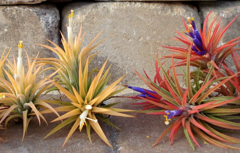 Tillandsia Iona Air Plant Trio - 3 Live Plants, 1-3 inches, Easy Care Indoor - Image 3