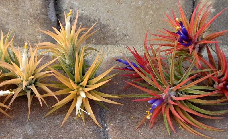 Tillandsia Iona Air Plant Trio - 3 Live Plants, 1-3 inches, Easy Care Indoor - Image 6
