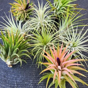 Tillandsia Iona Air Plant Trio - 3 Live Plants, 1-3 inches, Easy Care Indoor - Image 7