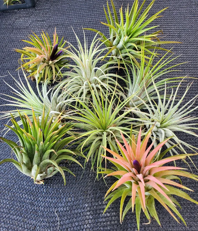 Tillandsia Iona Air Plant Trio - 3 Live Plants, 1-3 inches, Easy Care Indoor - Image 8