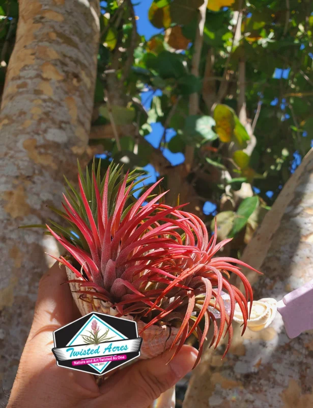 Tillandsia Iona Air Plant Trio - 3 Live Plants, 1-3 inches, Easy Care Indoor - Image 9