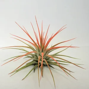 Tillandsia Iona Coral Air Plant - Vibrant Live Indoor Plant, 2-3" Single Specimen - Image 2