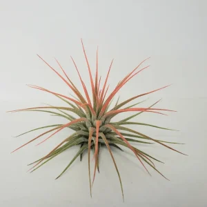 Tillandsia Iona Coral Air Plant - Vibrant Live Indoor Plant, 2-3" Single Specimen - Image 1