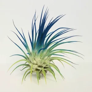 Tillandsia Iona Dark Blue Indigo Air Plant Live Plant - 2-3 inch, Indoor - Image 2