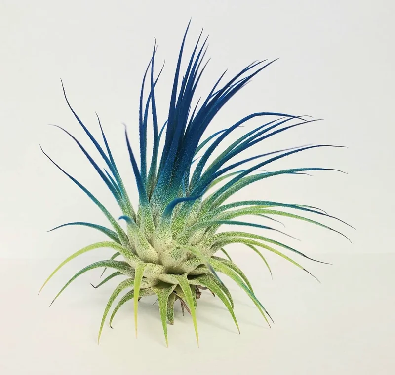 Tillandsia Iona Dark Blue Indigo Air Plant - Live Plant - 2-3 inches - Indoor - Image 2
