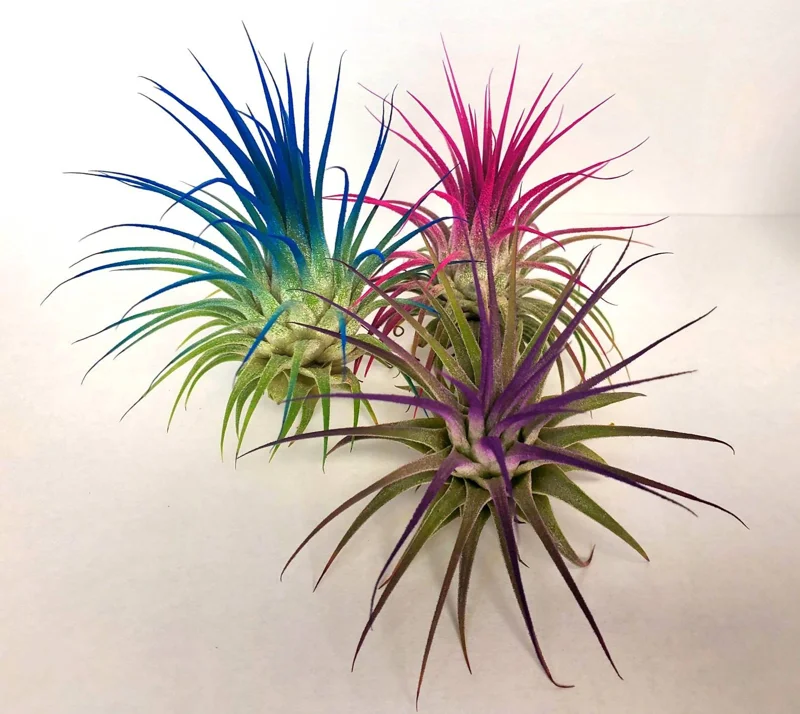 Tillandsia Iona Dark Blue Indigo Air Plant - Live Plant - 2-3 inches - Indoor - Image 3